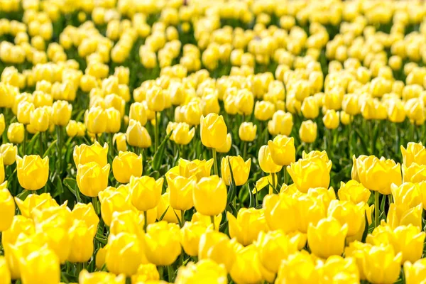 Tulipany na polu — Zdjęcie stockowe
