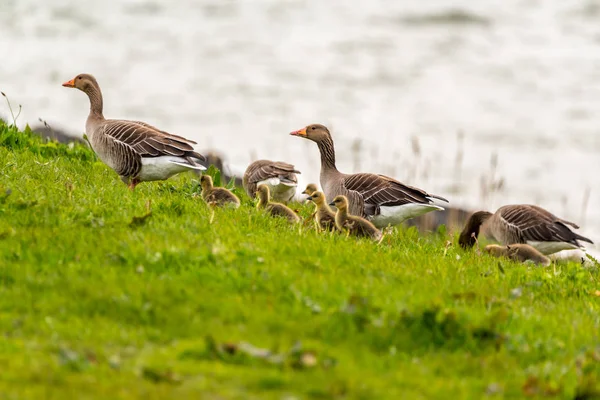 Greylag ガチョウのグループ — ストック写真