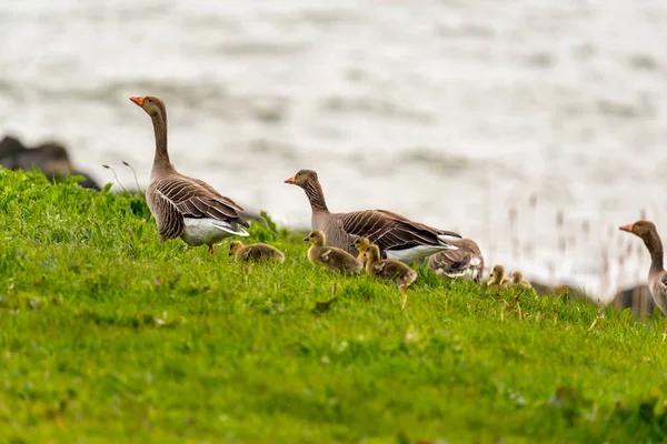 Grupo de gansos greylag — Foto de Stock