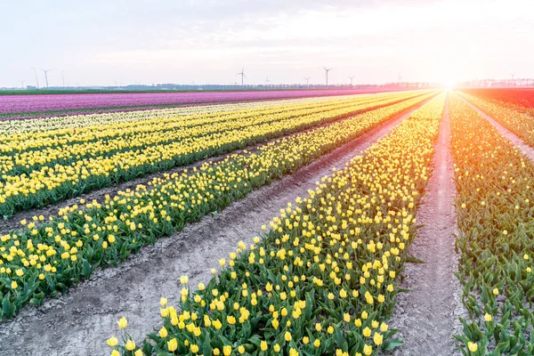 Lale alanının üstündeki günbatımı — Stok fotoğraf