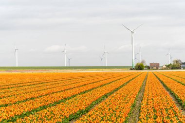 Lale alan üzerinde yel değirmenleri