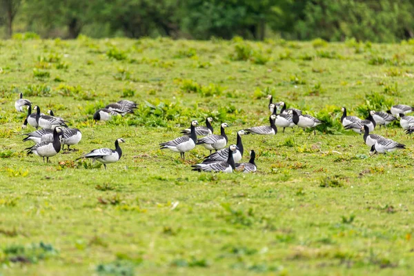 Grupo de gansos de Barnacle —  Fotos de Stock