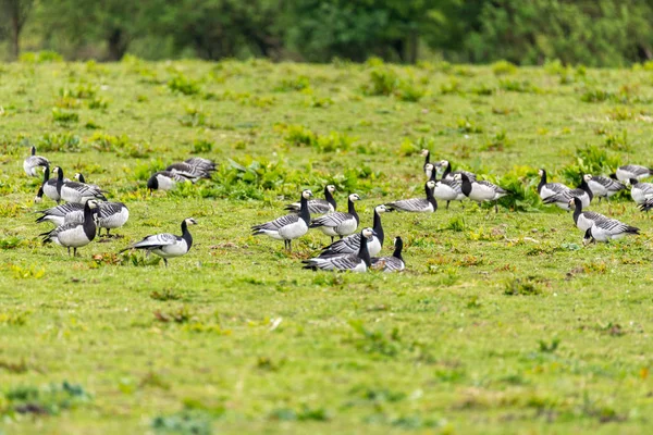 Groep van Barnacle ganzen — Stockfoto