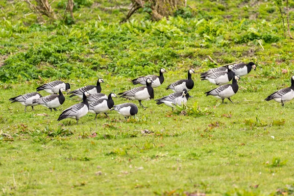 Grupo de gansos de Barnacle — Foto de Stock