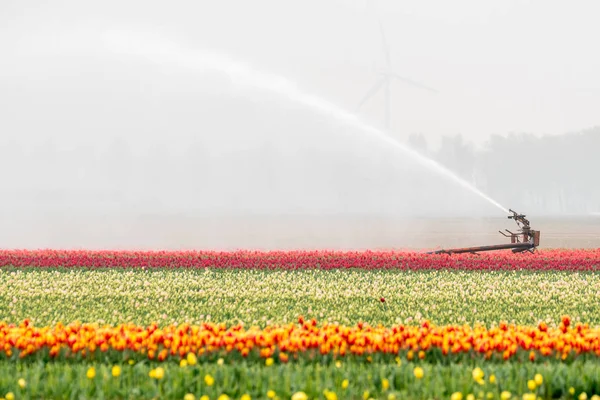 Urządzenie natryskowe na pola tulipanów — Zdjęcie stockowe