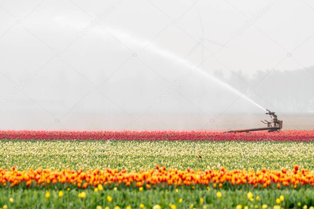 Spraying machine on the tulip field