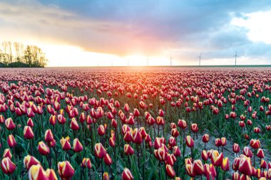 Günbatımı yel değirmenleri Lale alan üzerinde yukarıda