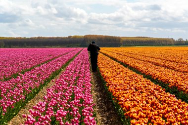 Lale sahada hasat çiftçi