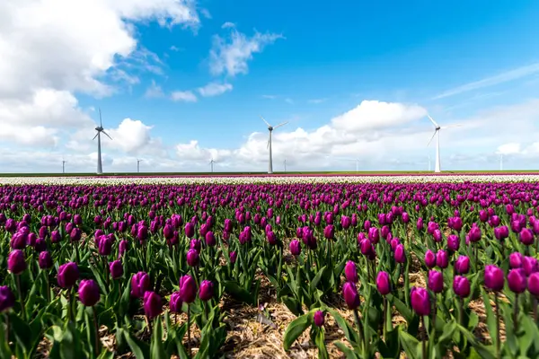 Ветряные мельницы на тюльпановом поле — стоковое фото