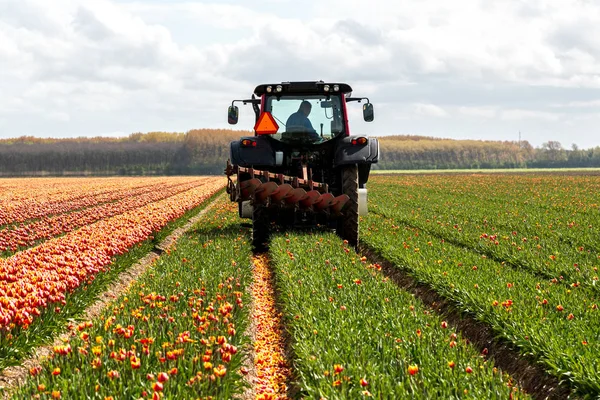 Traktor skörd tulpanerna på fältet — Stockfoto