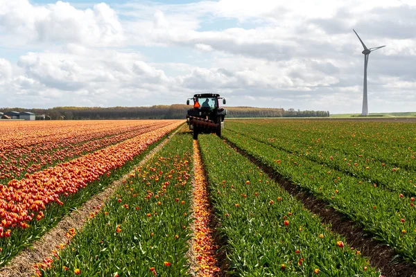 Trekker oogsten de tulpen op het veld — Stockfoto