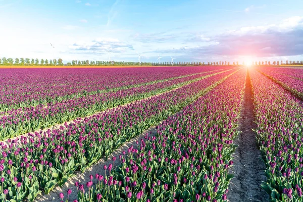 Kleurrijke tulp veld — Stockfoto