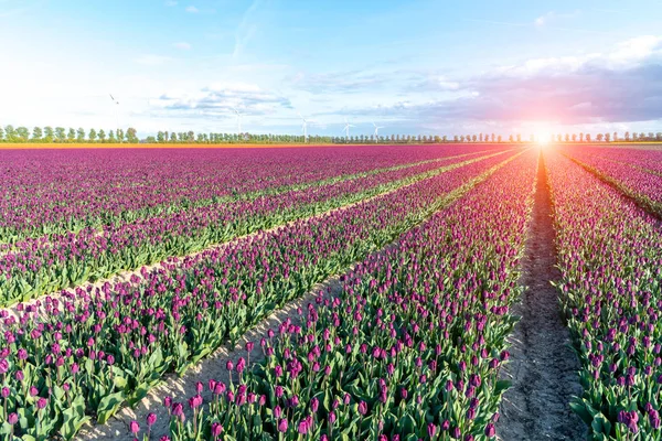 Buntes Tulpenfeld — Stockfoto