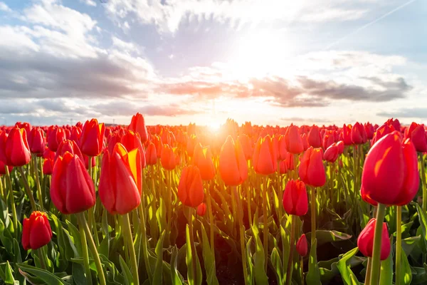Campo di tulipano colorato — Foto Stock