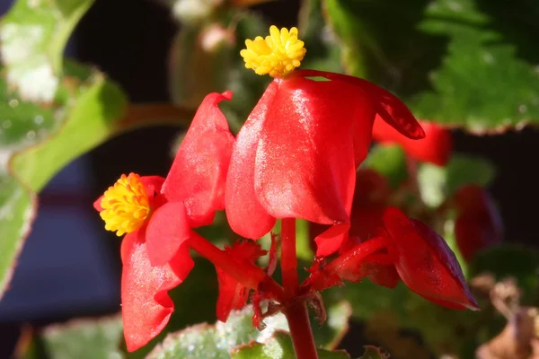 Red mini petunia — Stock Photo, Image