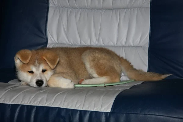 Милый щенок на диване — стоковое фото
