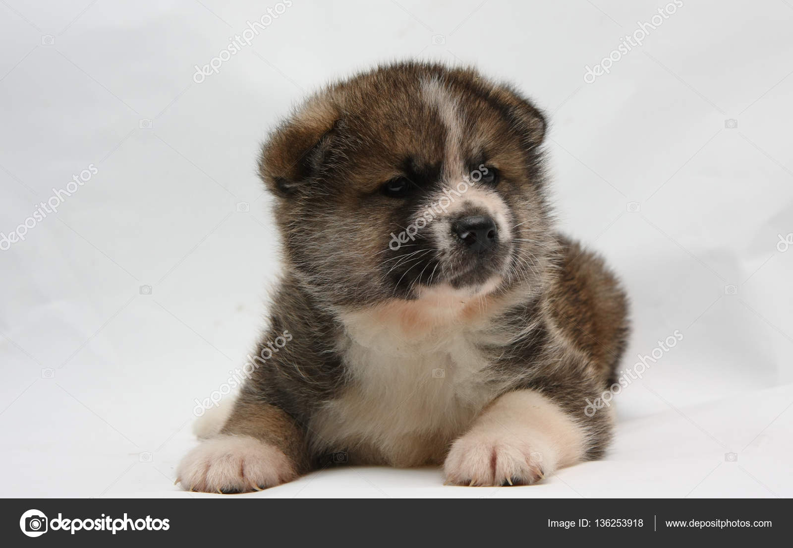 newborn akita