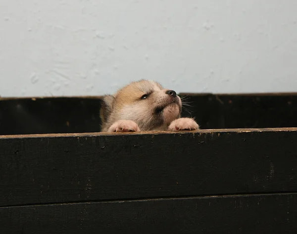 Cãozinho recém-nascido Akita Inu — Fotografia de Stock