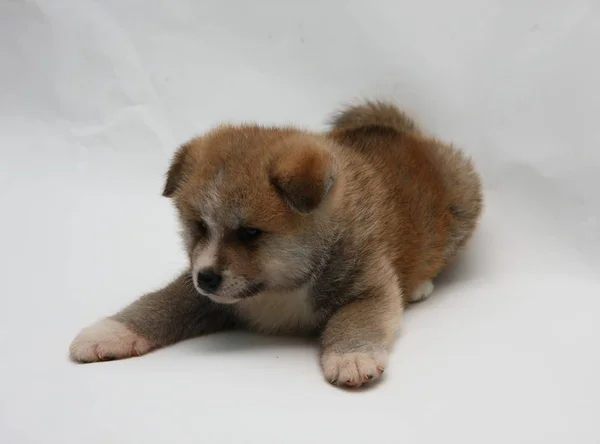 Chiot nouveau-né Akita Inu — Photo