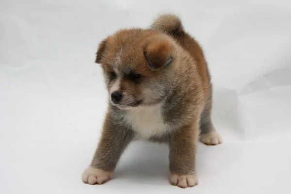 Cachorro Akita Inu recién nacido —  Fotos de Stock