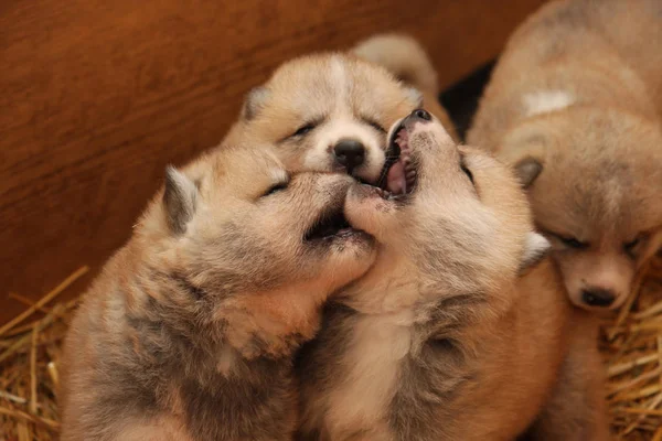 Chiots Akita Inu nouveau-nés — Photo