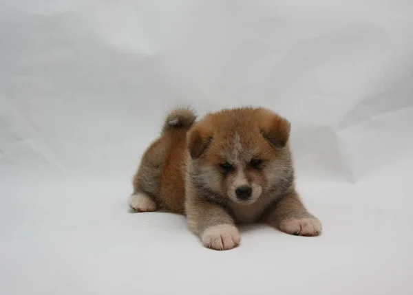 Cachorro Akita Inu recién nacido — Foto de Stock