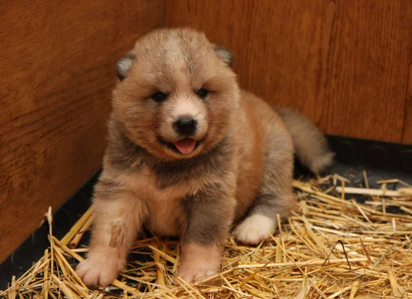 Cãozinho recém-nascido Akita Inu — Fotografia de Stock