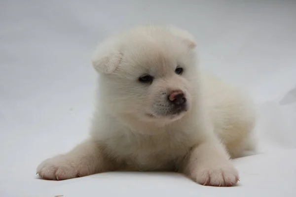 Cãozinho recém-nascido Akita Inu — Fotografia de Stock