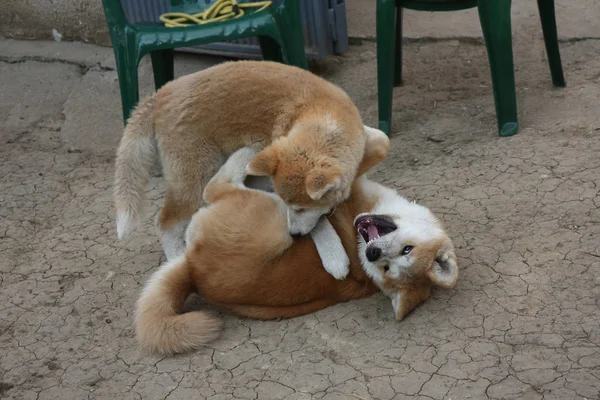 Akita inu valpar — Stockfoto