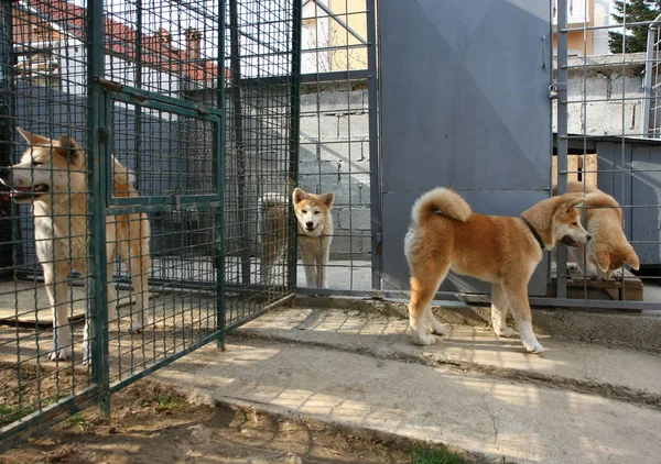Psy akita inu — Zdjęcie stockowe