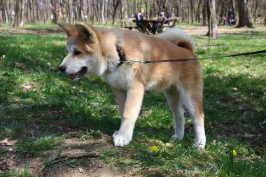 Şirin Akita Inu köpek yavrusu