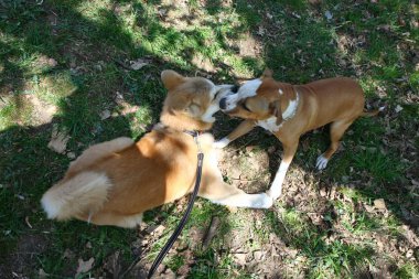 Genel parkta oynayan köpekler