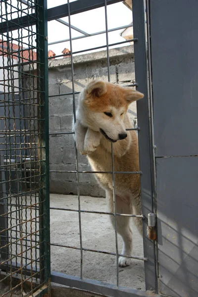 Cute Akita Inu puppy — Stock Photo, Image