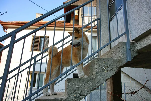 Cinderalla Akita Inu — Zdjęcie stockowe