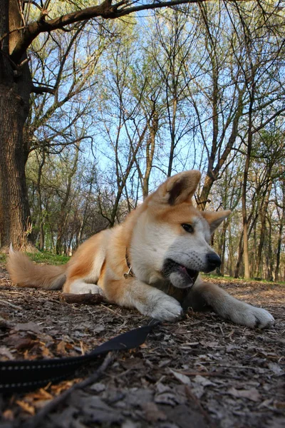 Filhote de cachorro jogando no parque público — Fotografia de Stock
