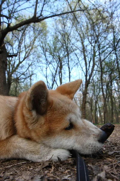 Chiot jouant dans le parc public — Photo