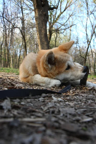 Puppy playing in public park — Stock Photo, Image