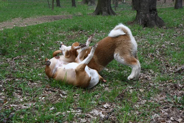 Dogs playing in public park — Stock Photo, Image
