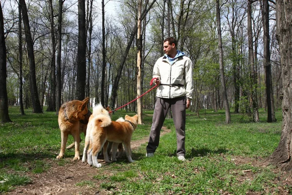 Dogs playing in public park — Stock Photo, Image