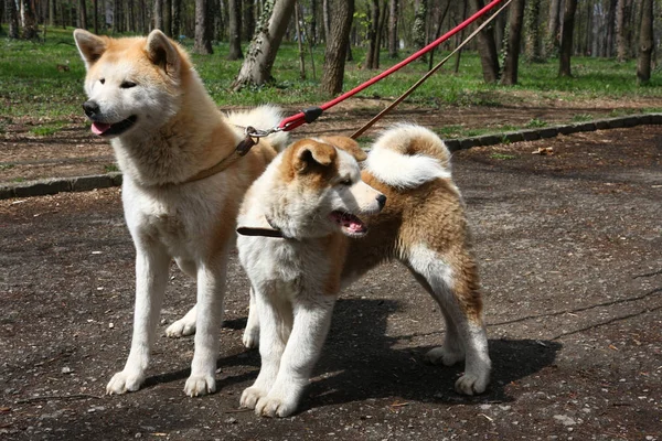 女性と秋田犬の子犬 — ストック写真