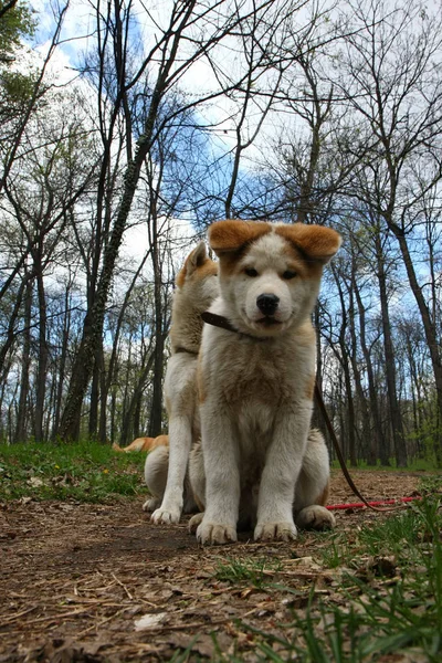 Akita Inu psów w lesie — Zdjęcie stockowe