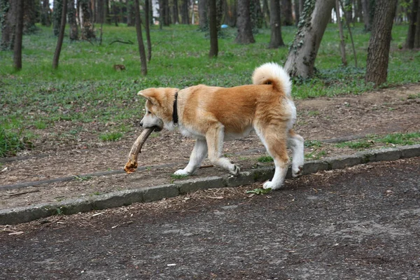 Cucciolo godendo nel parco pubblico — Foto Stock