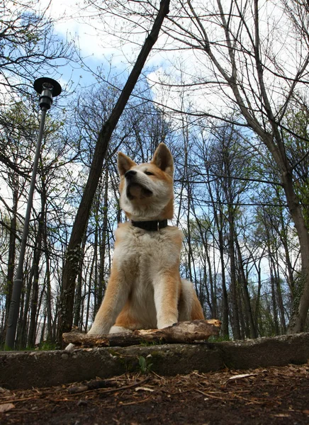 Bonito cachorro posando — Fotografia de Stock