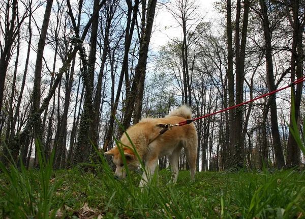 Beau chien dans la forêt — Photo