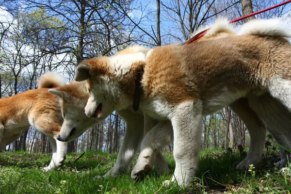 女性と秋田犬の子犬 — ストック写真