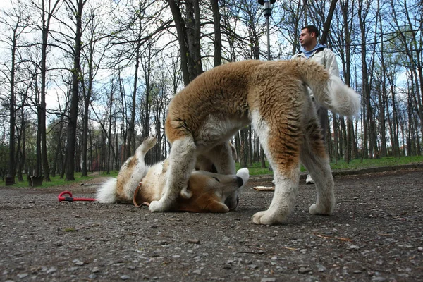 Chiens jouant dans le parc public — Photo