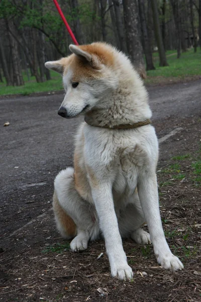 美しいポーズ犬 — ストック写真
