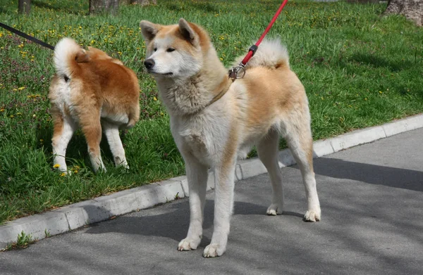 Fenka a štěně Akita Inu Stock Snímky