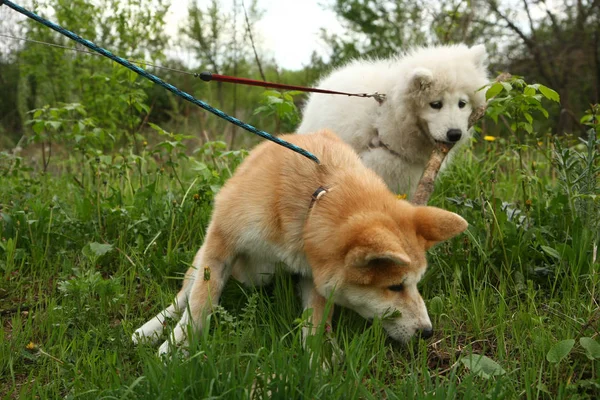 Chiens jouant sur la prairie — Photo