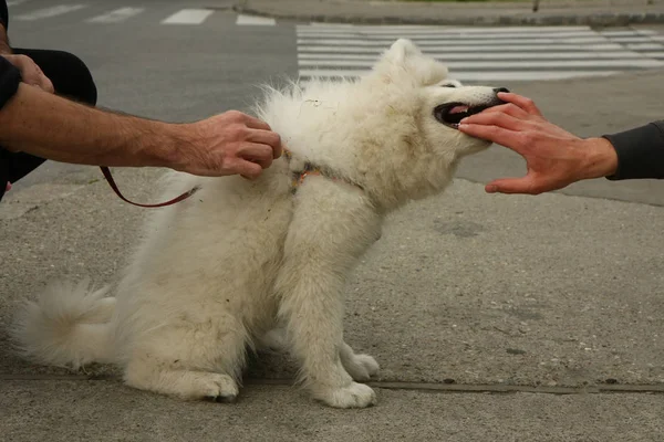 Samoyed puppy playing — Stock Photo, Image